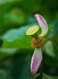 Close-up of pink lotus water lily