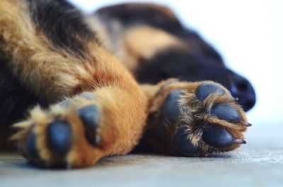 Close-up of dog paw resting on floor