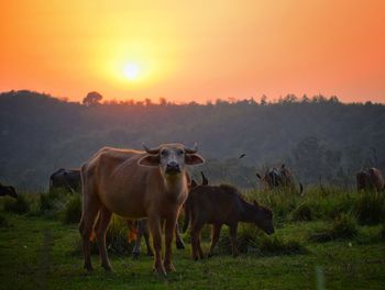 Horses in a field