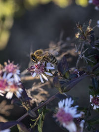 Close-up of insect on flower