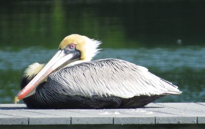 Close-up of pelican perching on lake