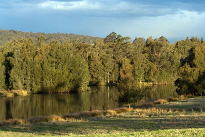 Scenic view of lake amidst trees against sky