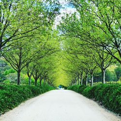 Road amidst trees and plants