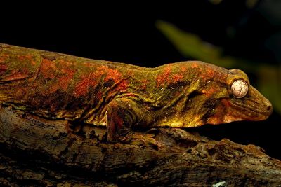 Close-up of lizard on rock at night