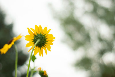 Close-up of yellow flowering plant