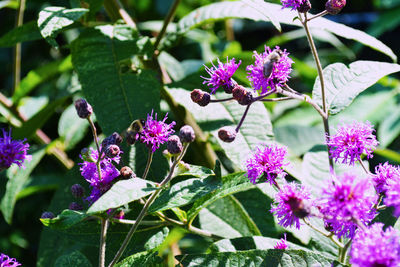 Close-up of pink flowers