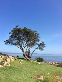 Tree by sea against clear blue sky