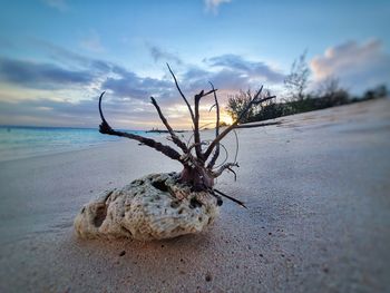 Dead plant on sand at beach against sky