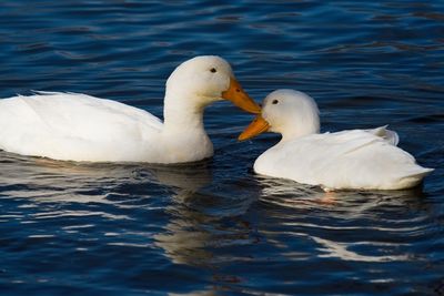 Ducks swimming in lake