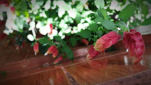 Close-up of red flowers on table