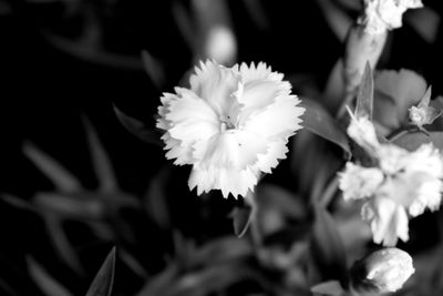 Close-up of white flowers blooming outdoors