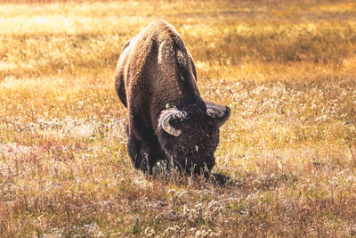 Wild bison grazing in yellowstone national park