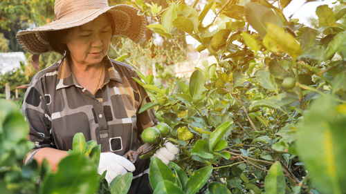 Woman picking limes on tree