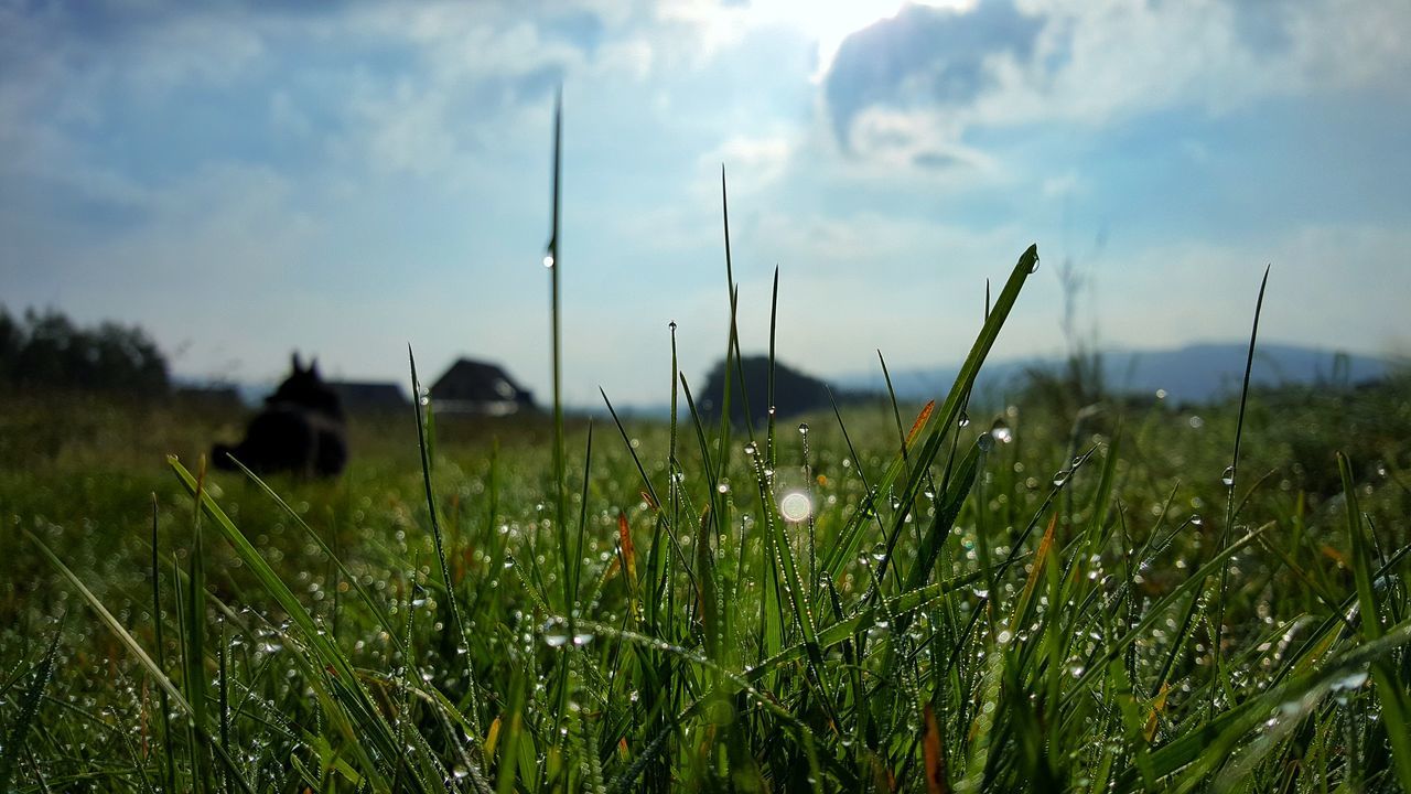 growth, nature, field, grass, sky, no people, plant, tranquility, green color, outdoors, day, beauty in nature, landscape, close-up