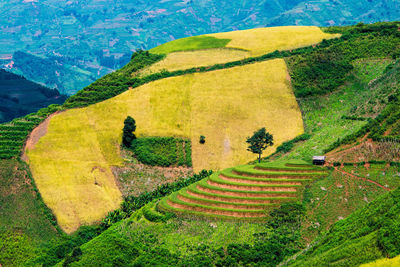 Scenic view of agricultural field