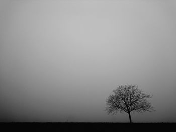 Single tree against sky