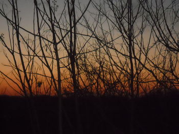 Silhouette of bare tree at sunset