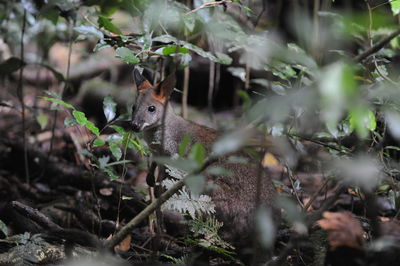 View of squirrel in forest