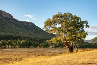 Trees on field against sky