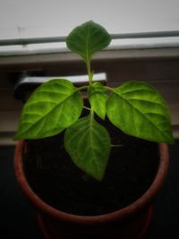 Close-up of potted plant