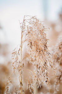 Reed seeds in neutral colors on a light background. pampas grass. dry reeds close up. 