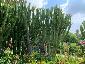 Cactus plant growing on field against sky