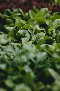 Close-up of green leaves