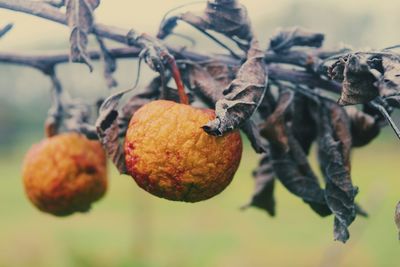 Close-up of rotten apples on tree