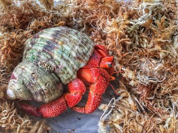 Close-up of crab 