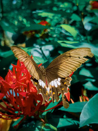 Close-up of butterfly on flower