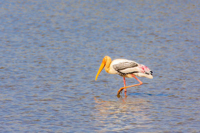 Bird on water
