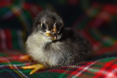 Close up view of baby chicken