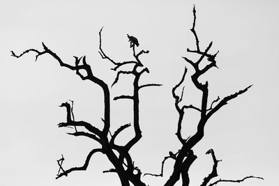 Low angle view of bare tree against clear sky