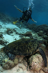 The diver and a sea turtle resting on the sea bottom, sipadan, borneo