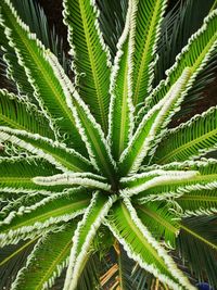 Full frame shot of palm tree