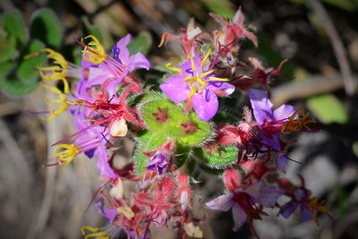 Close-up of pink flowers
