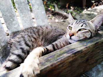 Close-up portrait of a cat