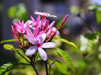 Close-up of pink flowering plant