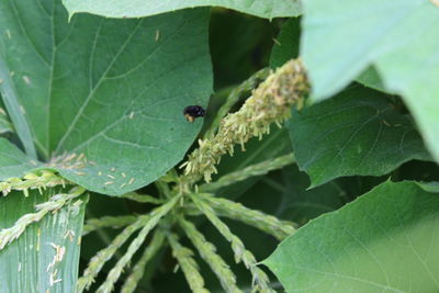 Close-up of insect on leaf