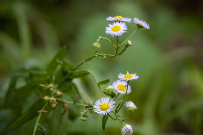 Close-up of white flowering plant