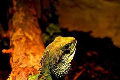 Close-up of iguana looking away