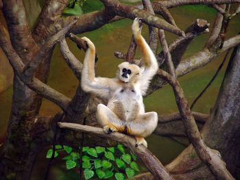 Close-up of monkey sitting on branch