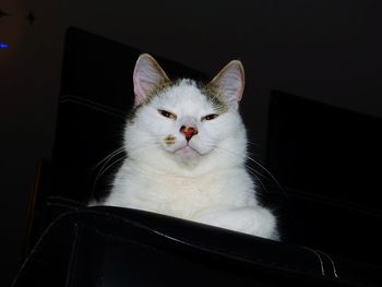 Close-up portrait of cat at home