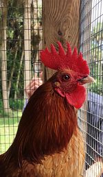 Close-up of rooster in cage