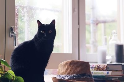 Portrait of cat on table at home