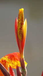 Close-up of orange rose flower