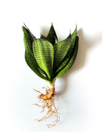 High angle view of plant against white background