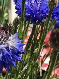 Close-up of purple flowers