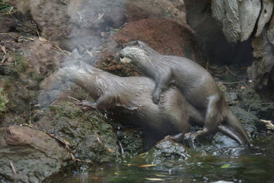 Monkeys in a water