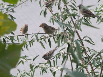 Birds perching on branch